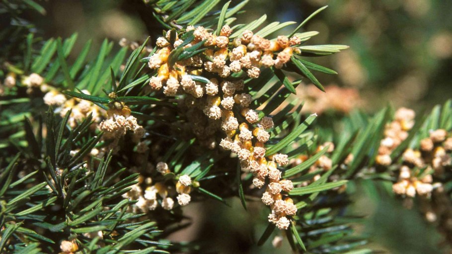 Канадский тис Taxus canadensis