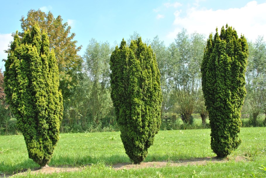 Cephalotaxus harringtonia 'korean Gold'