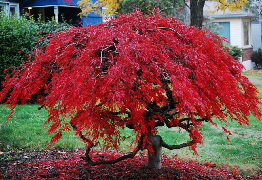Acer palmatum Thunb