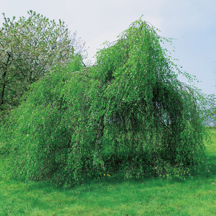 Ива пурпурная Пендула