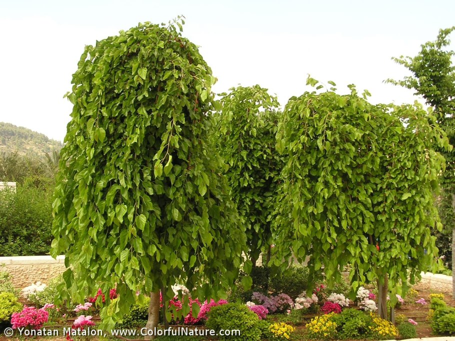 Шелковица Альба Пендула