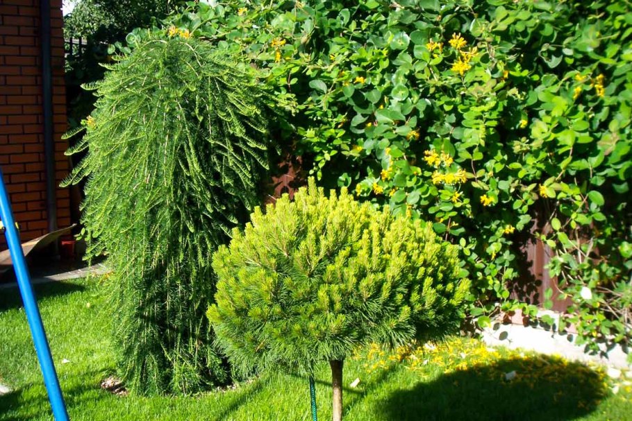 Лиственница на штамбе плакучая