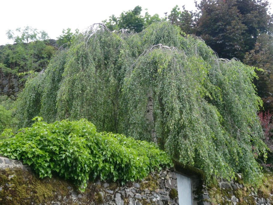 Береза повислая Юнги