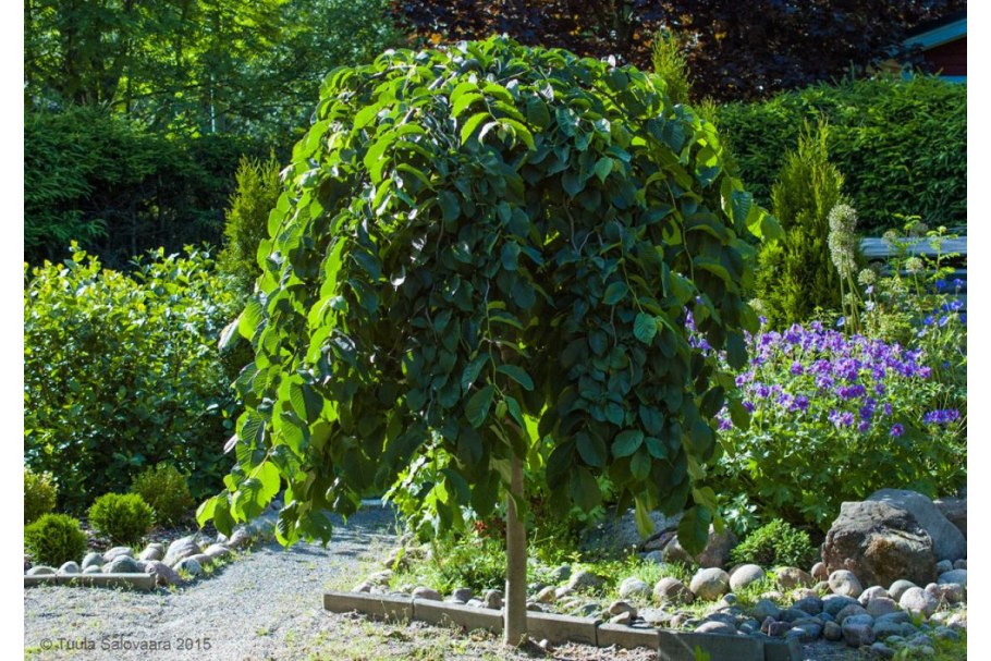 Вяз Кампердоуни