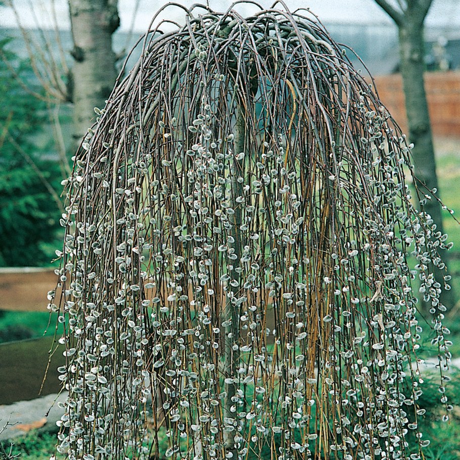 Ива caprea pendula