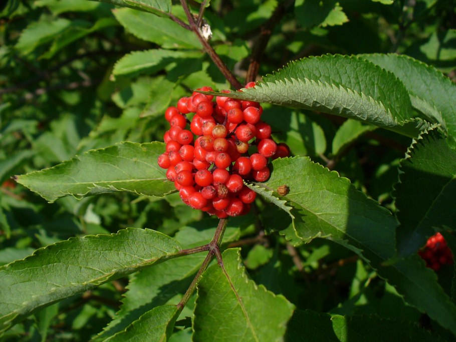 Малина Арктическая Княженика