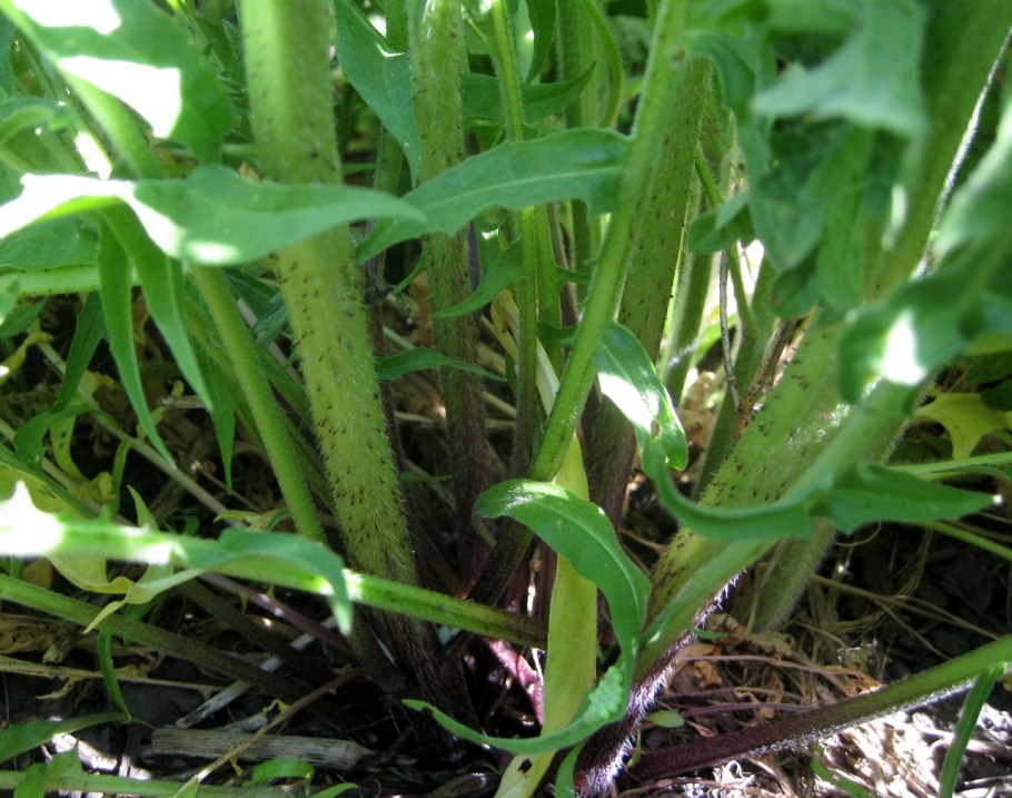 Съедобные дикорастущие растения Московской области