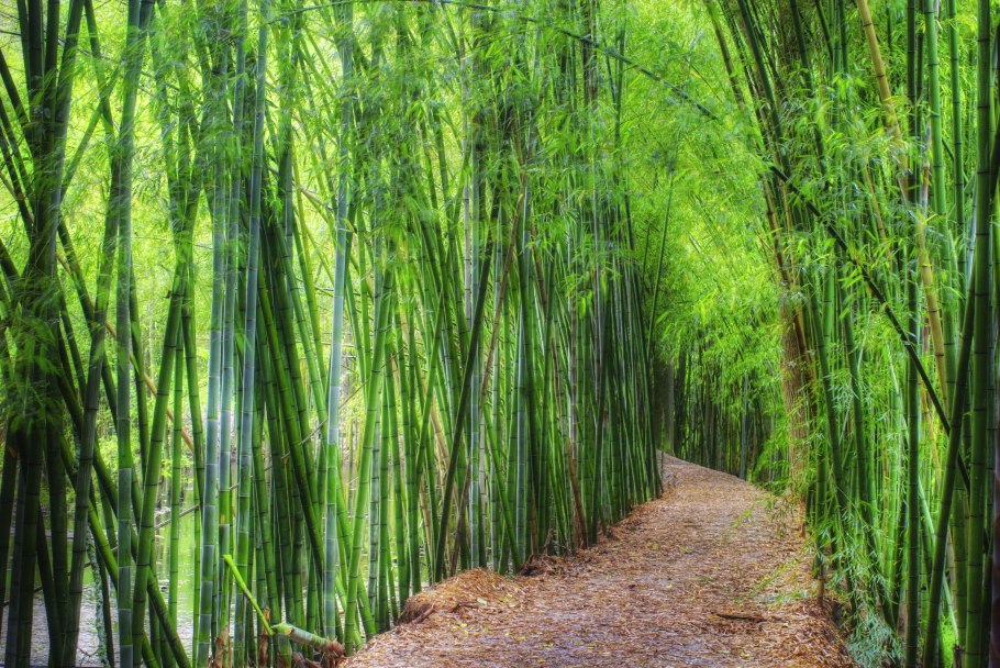 Серебристый бамбук, Bamboo Green, Bambusgruen