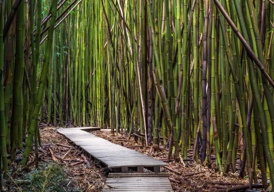 Бамбук Широшима