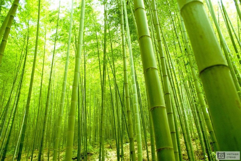 Бамбуковая роща на стене