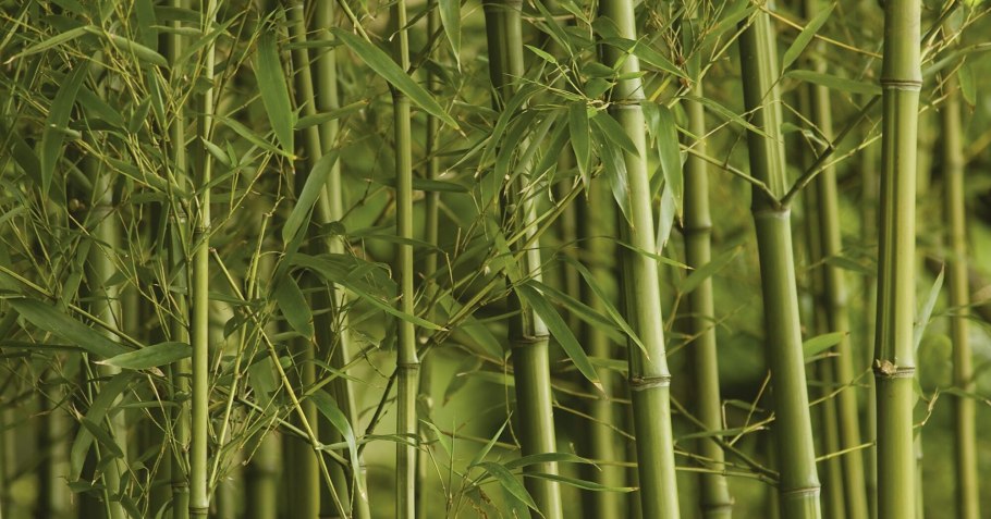 Листоколосник бамбуковый Росток