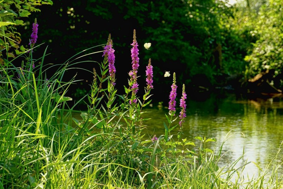Прибрежная растительность