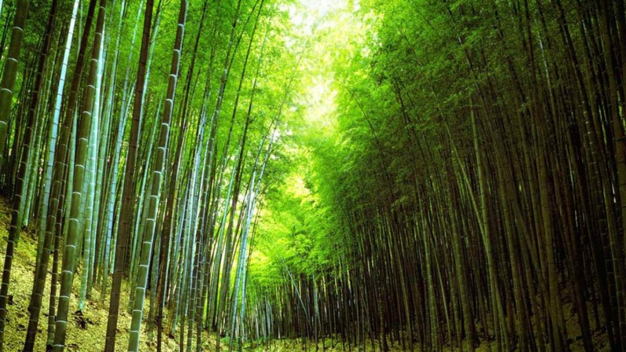 Тростниковый лес