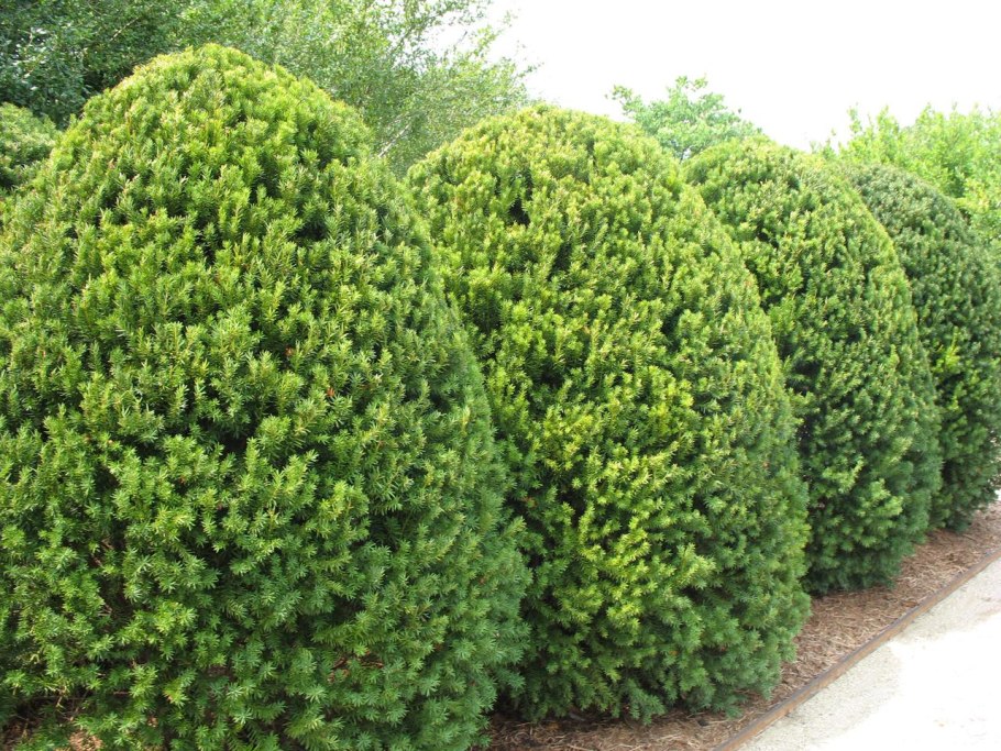 Yew Podocarpus