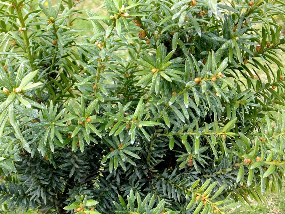 Тисс Taxus Media Hillii