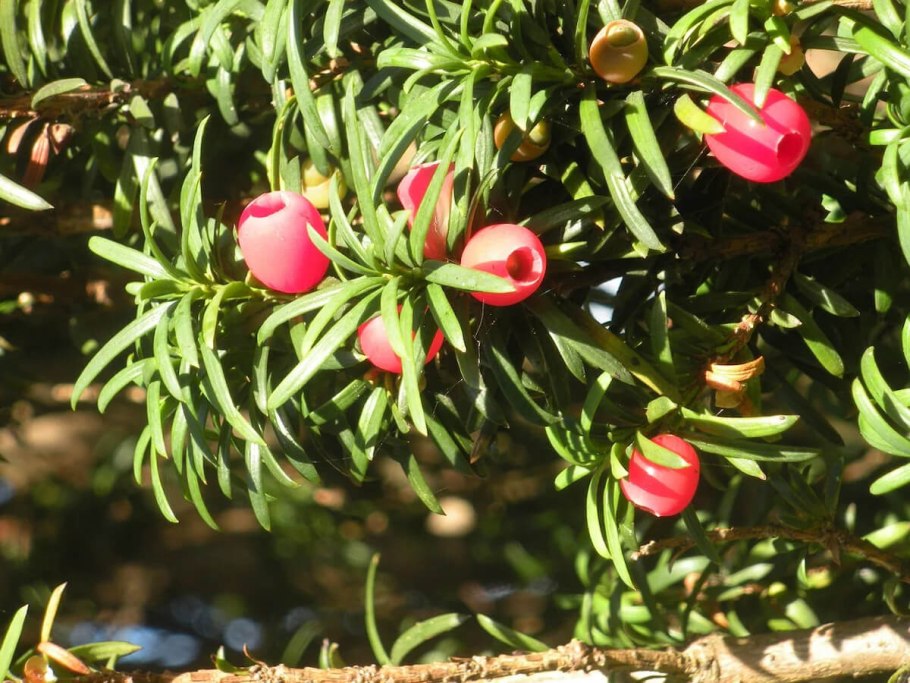 Тис ягодный Бакката