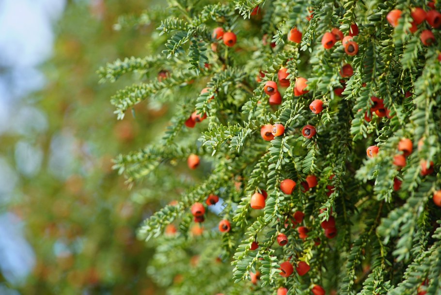 Тис ягодный карликовый