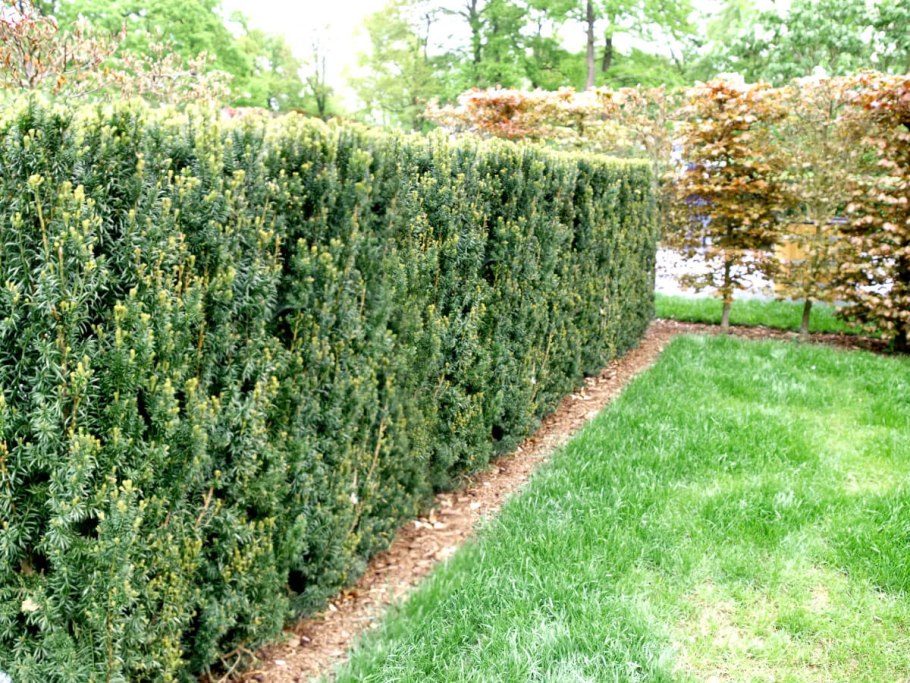 Тис ягодный Живая изгородь