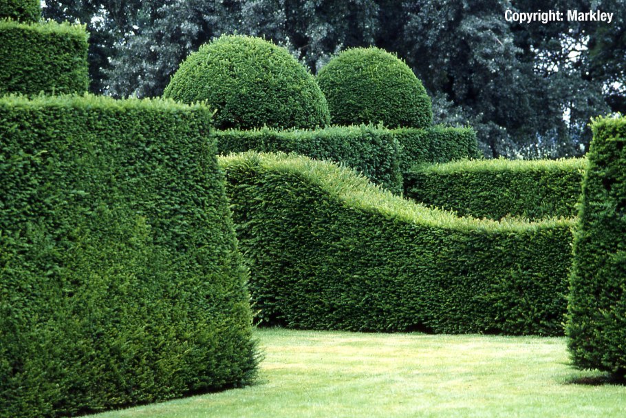 Тисс ягодный Живая изгородь