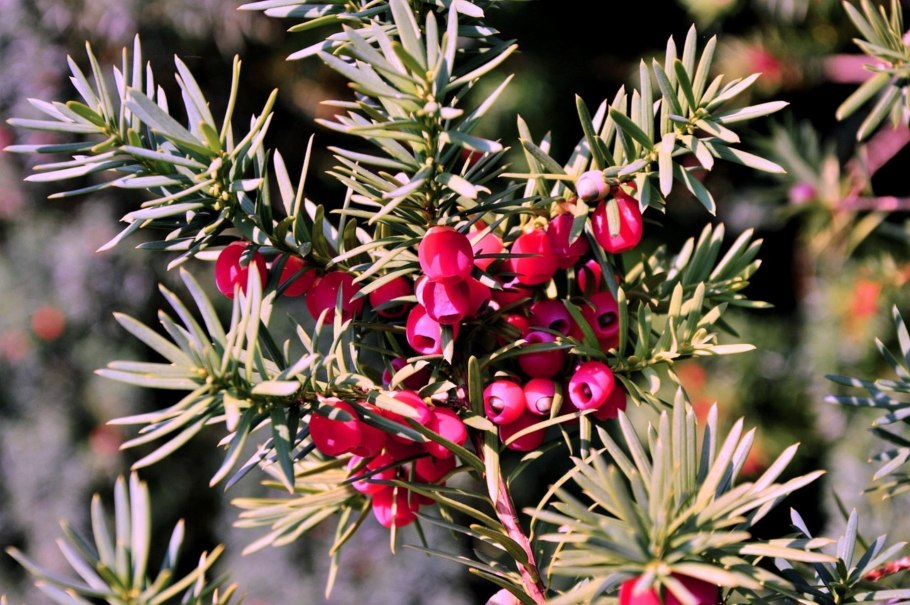 Тисс Taxus Media Hillii