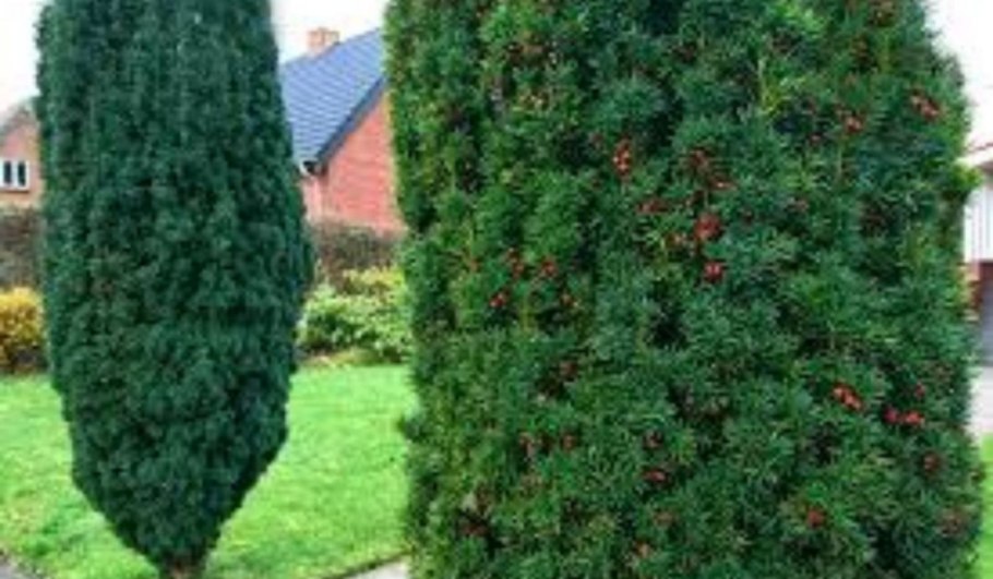 Тисс ягодный (Taxus baccata