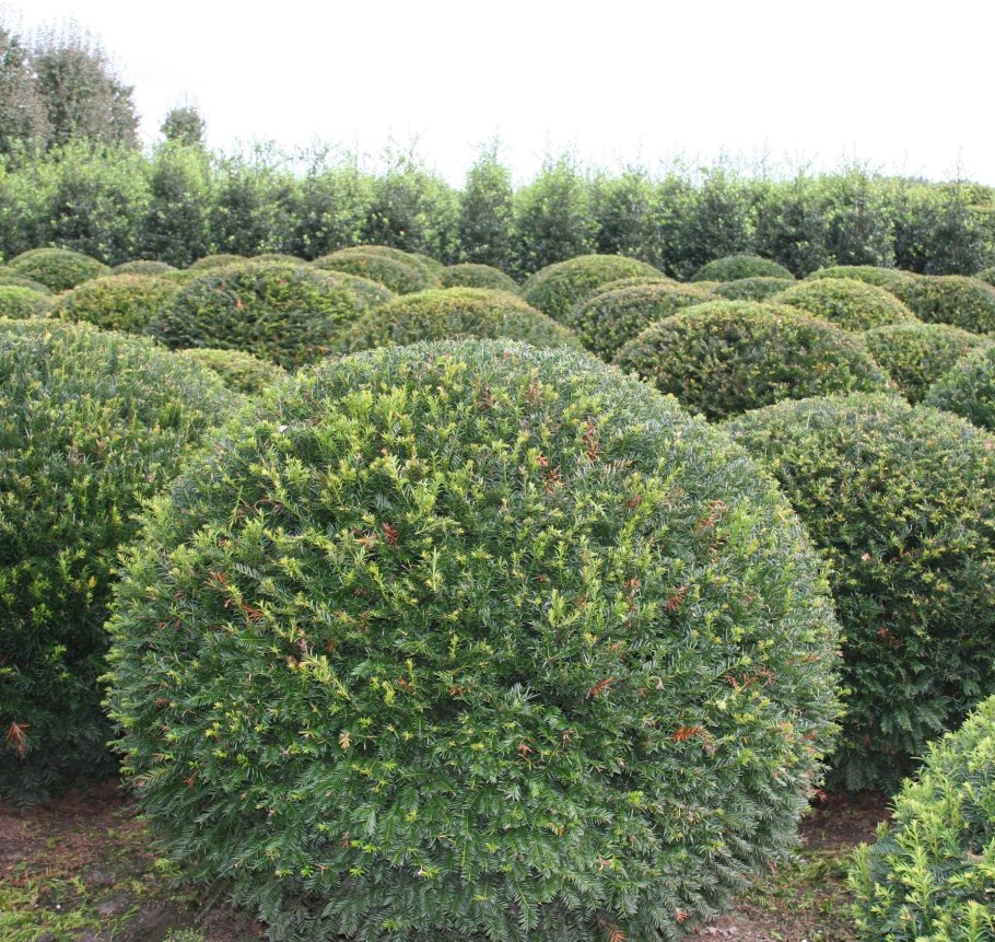 Клюква можжевельник