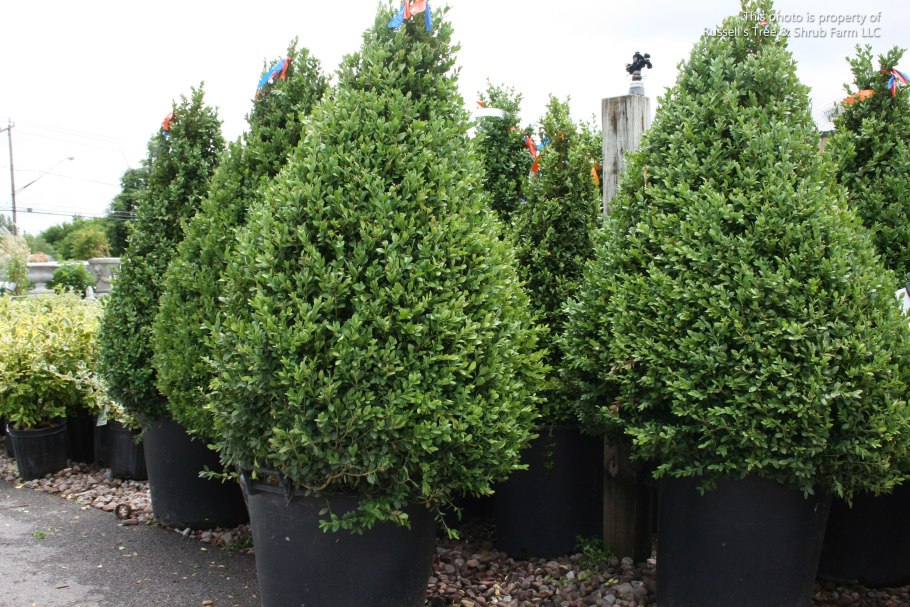 Тис дерево в Ирландии