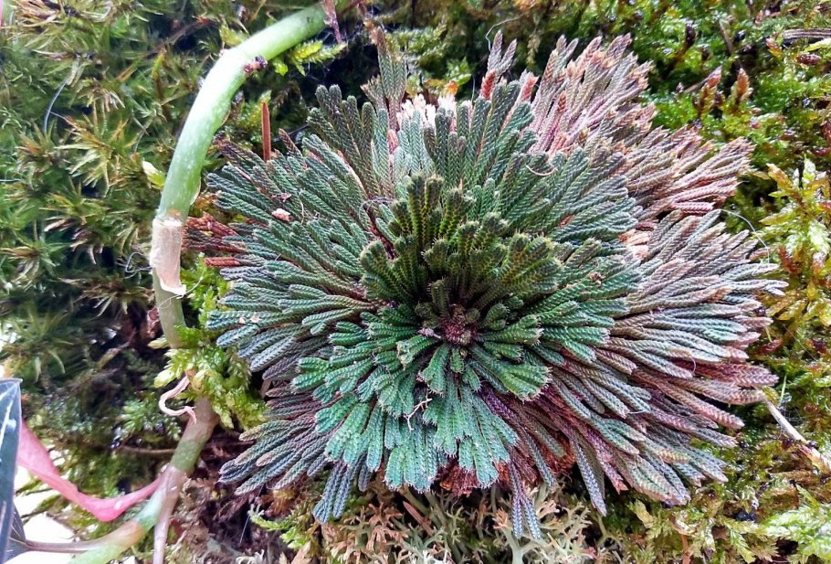 Селагинелла унцината