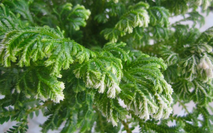 Селагинелла Краусса (Selaginella kraussiana)