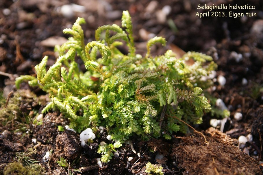Селагинелла швейцарская (Selaginella helvetica)