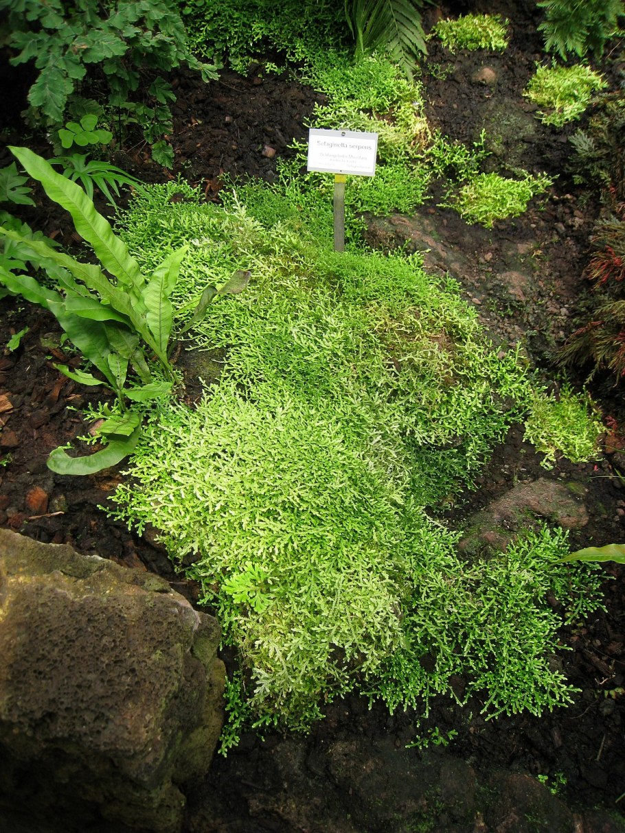 Селагинелла швейцарская (Selaginella helvetica)