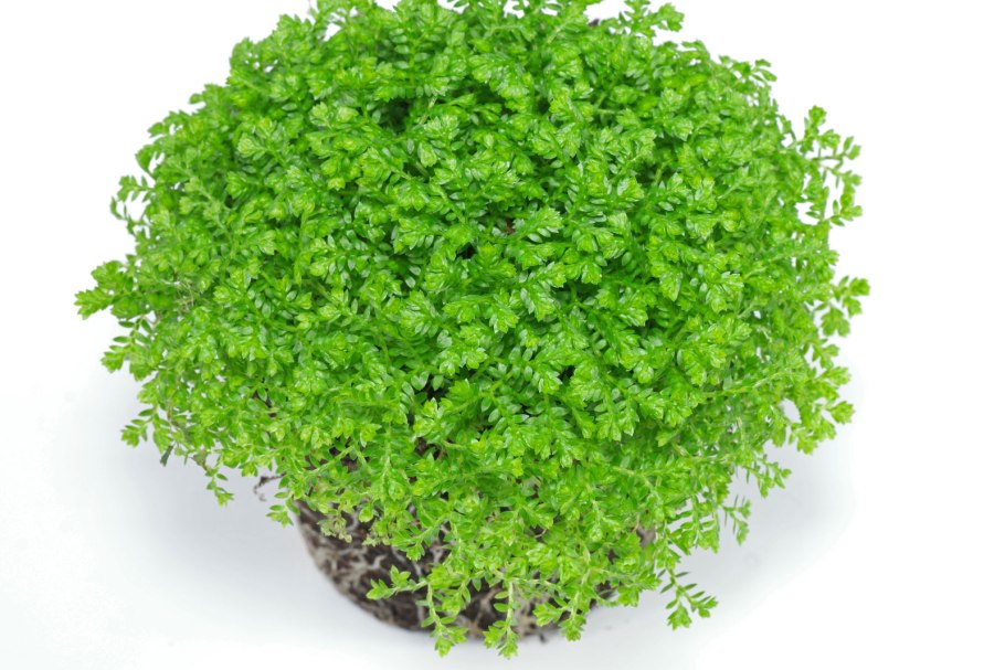 Селагинелла Джори