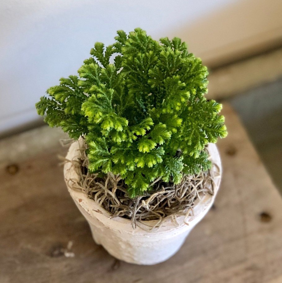 Селагинелла Джори