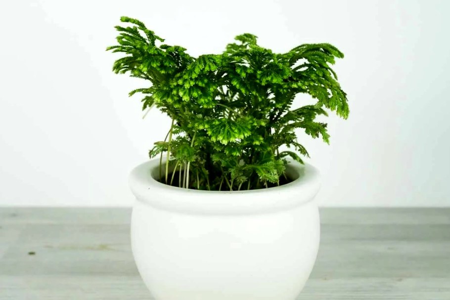 Селагинелла (Selaginella)