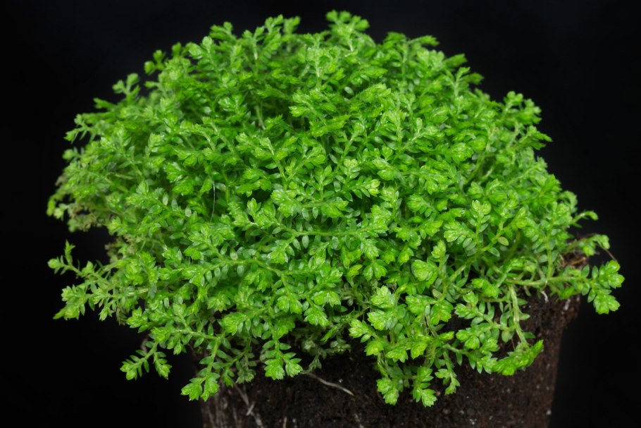 Селагинелла безножковая (Selaginella apoda)