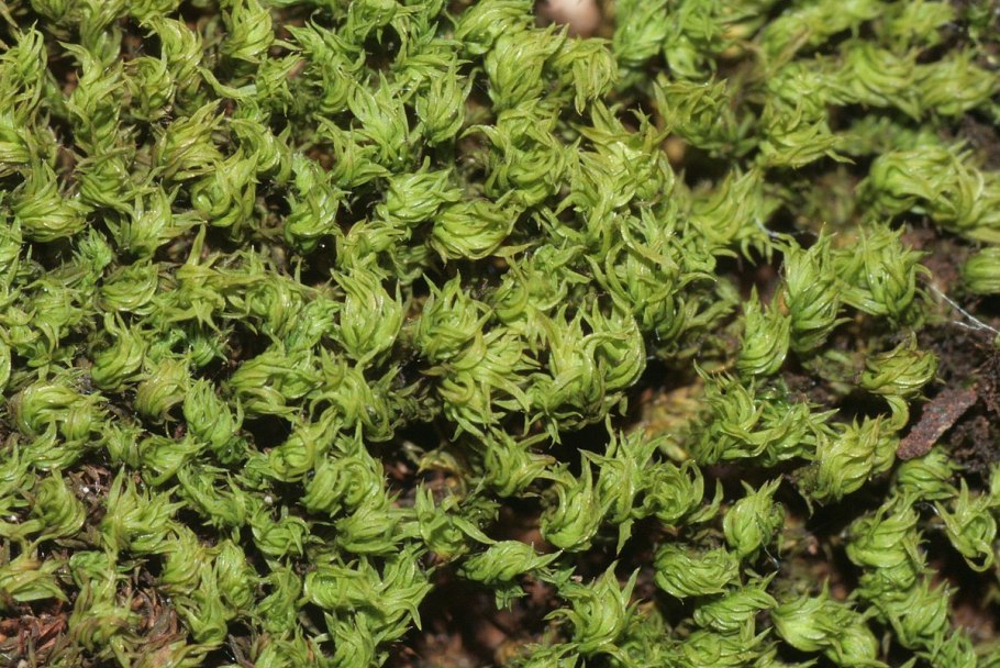 Selaginella rupestris