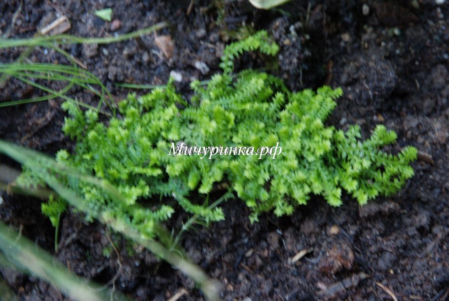 Плаунок швейцарский