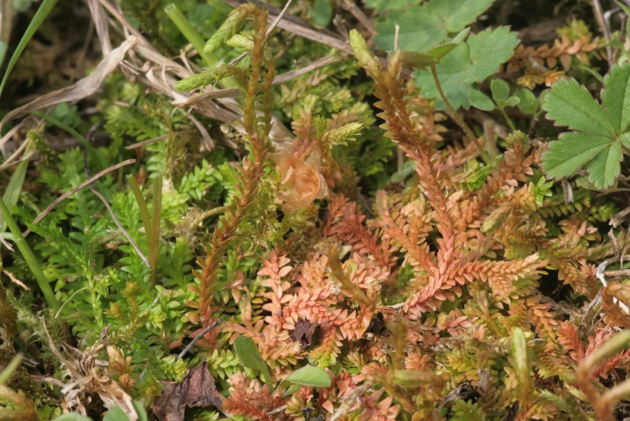 Селагинелла швейцарская (Selaginella helvetica)