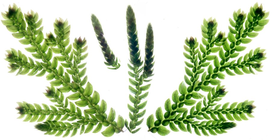 Селагинелла колосок