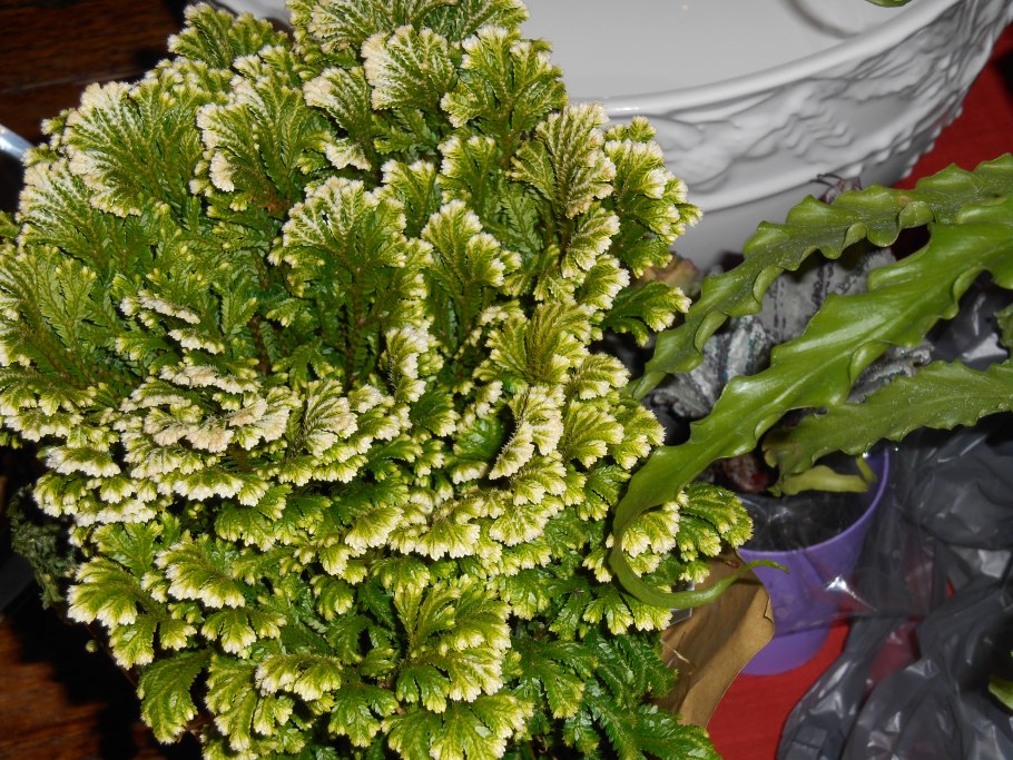 Селагинелла валлихи