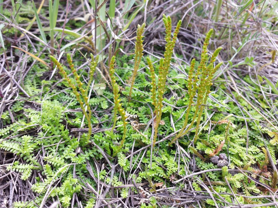 Selaginella helvetica