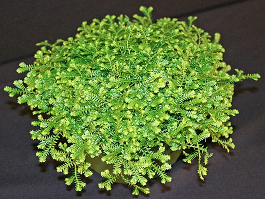 Селагинелла (Ковровый папоротник)