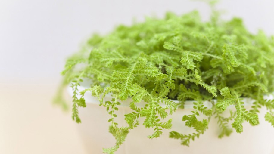 Экстракт селагинеллы в косметике