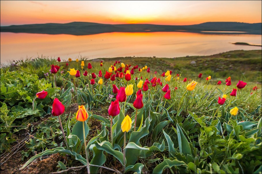 Крымский тюльпан Шренка