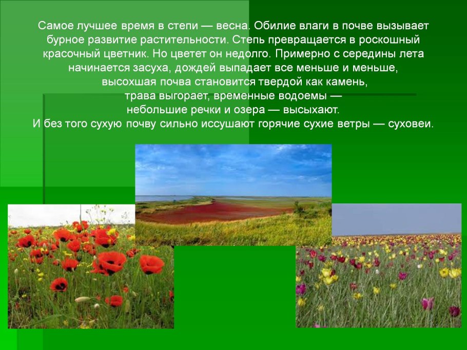 Растительность степей презентация