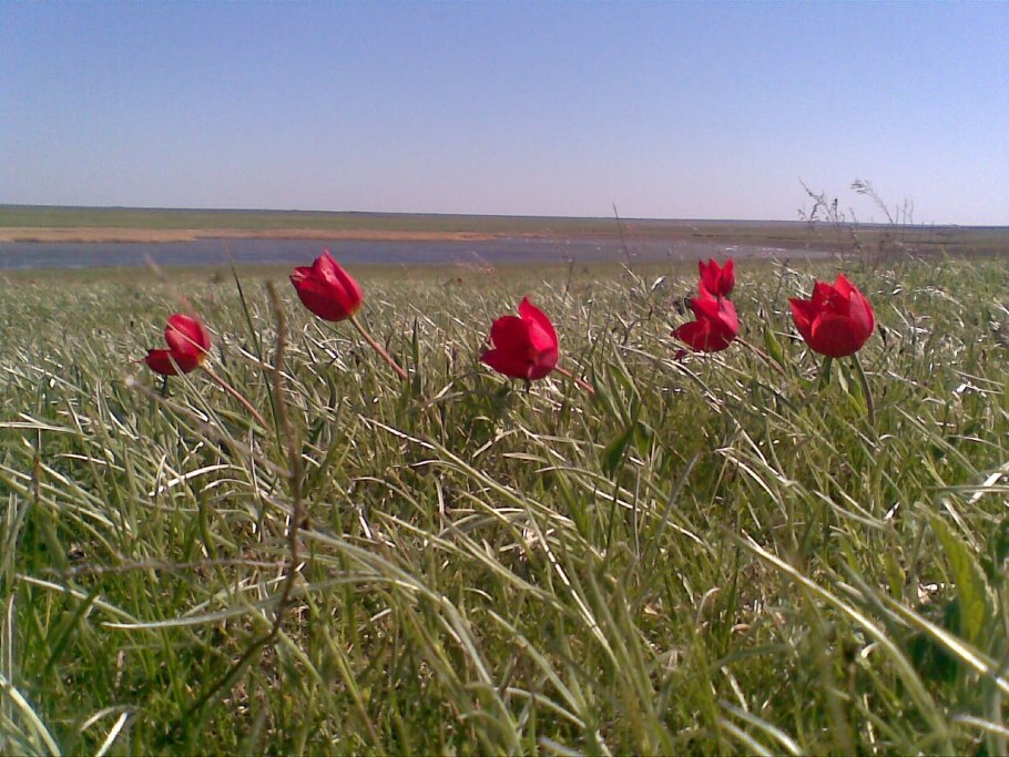 Степь Ковыльная Калмыкия