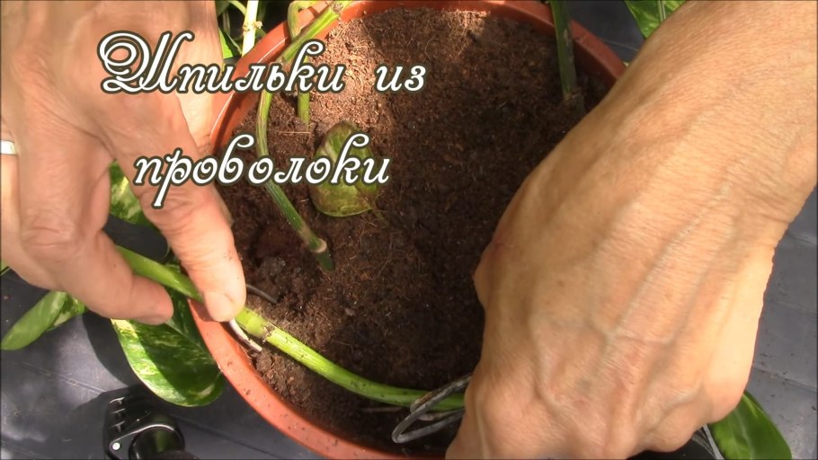 Паспорт комнатных растений бальзамин