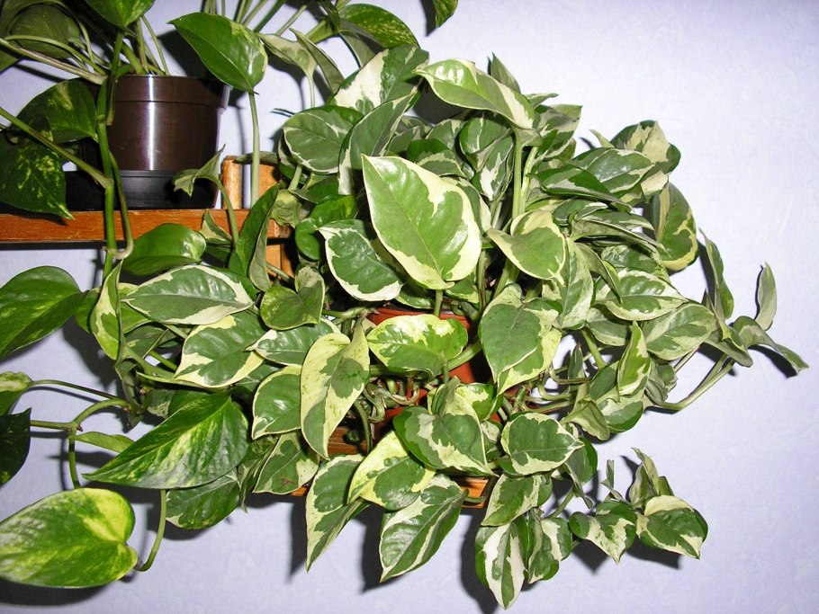 Лиана Эпипремнум