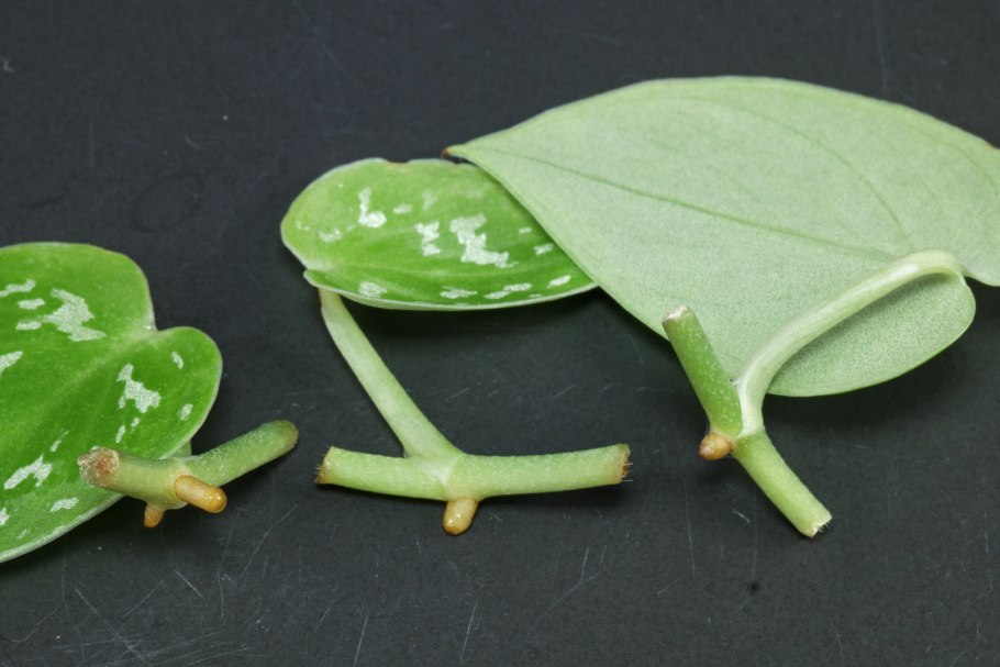 Плющ мужегон