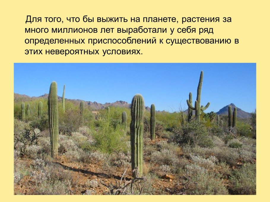 Пустыни и полупустыни Кактус